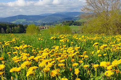 Sommerwiese rund um Breitnau